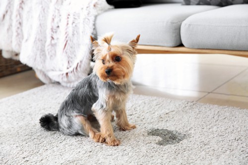 8 Advantages Of Hiring Weekly House Cleaning Service