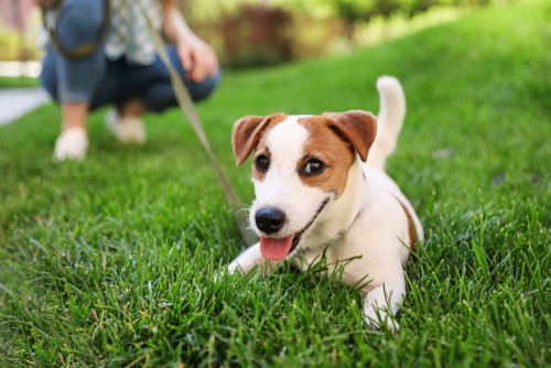 Can We Use Part-Time Maid For Dog Walking Service?