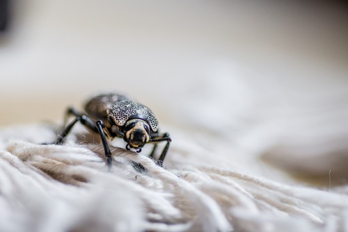 How to Know if There Is Dust Mite on My Carpet?