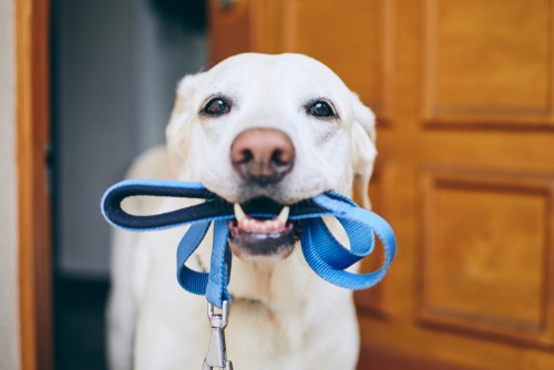 Can We Use Part-Time Maid For Dog Walking Service?